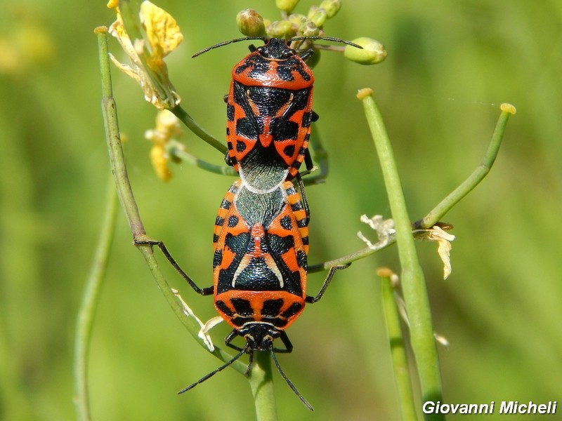 Pentatomidae da identificare